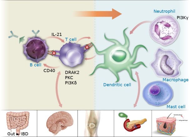 pathophysiologyAutoImmunity_text800